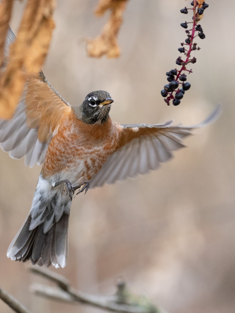 American Robin - ML611099093