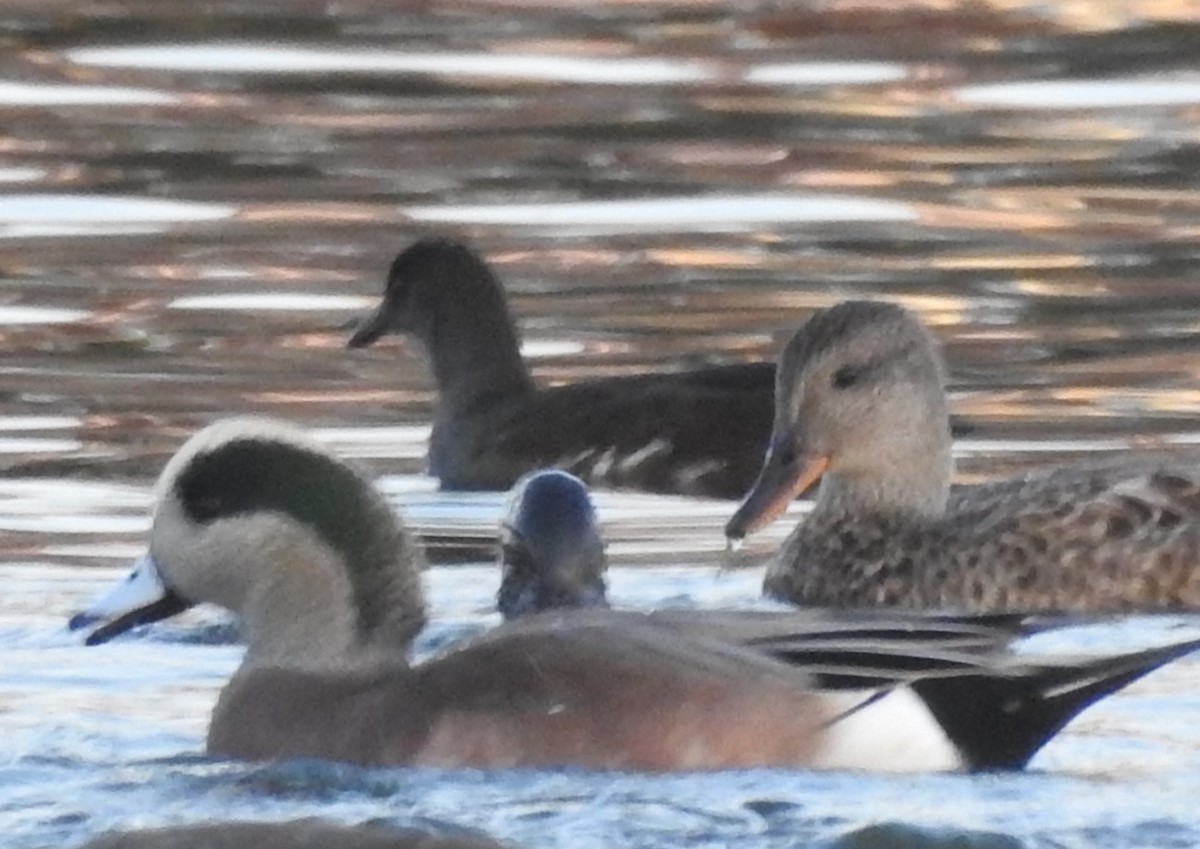 Common Gallinule - ML611099095