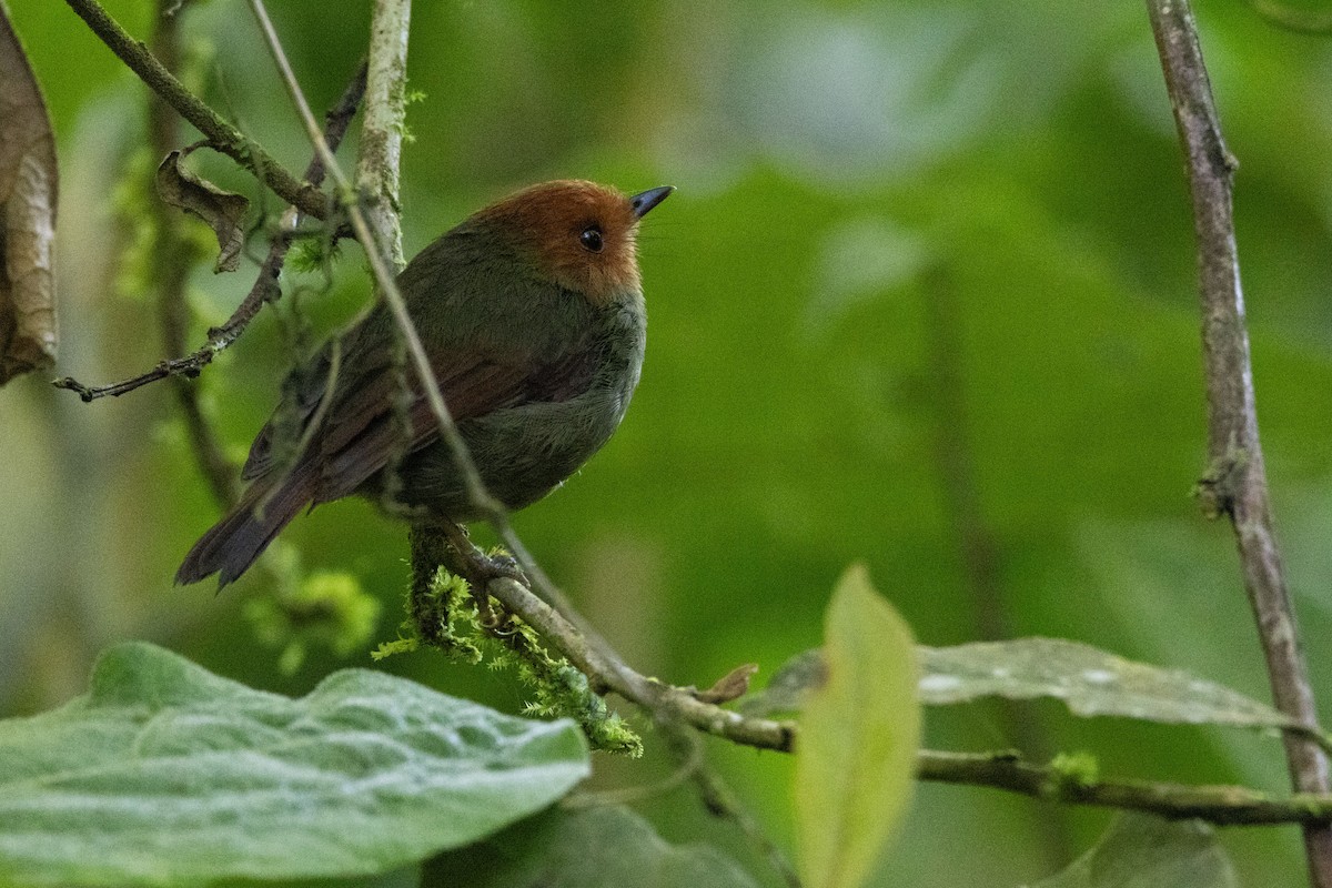 Rufous-headed Pygmy-Tyrant - ML611099098