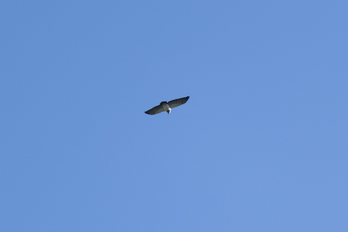 Black-chested Buzzard-Eagle - ML611099101