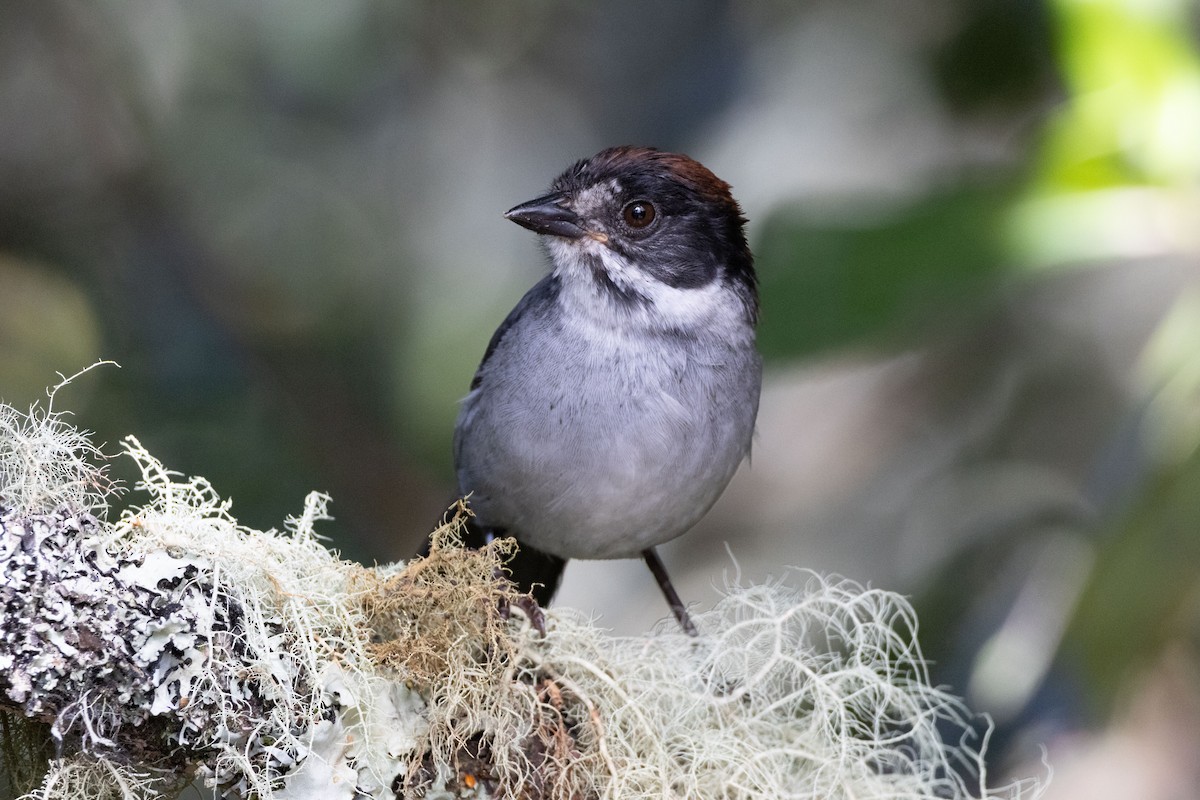 Slaty Brushfinch - ML611099106