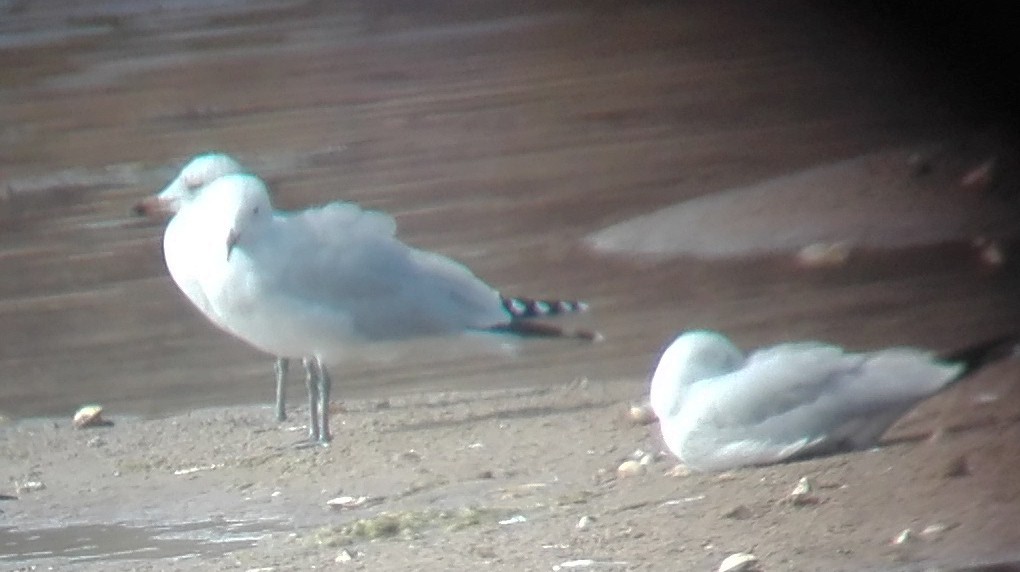 Audouin's Gull - ML611099197