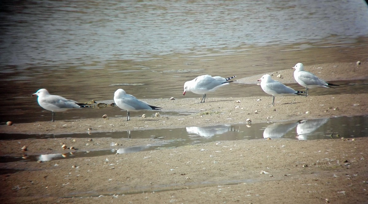 Gaviota de Audouin - ML611099199