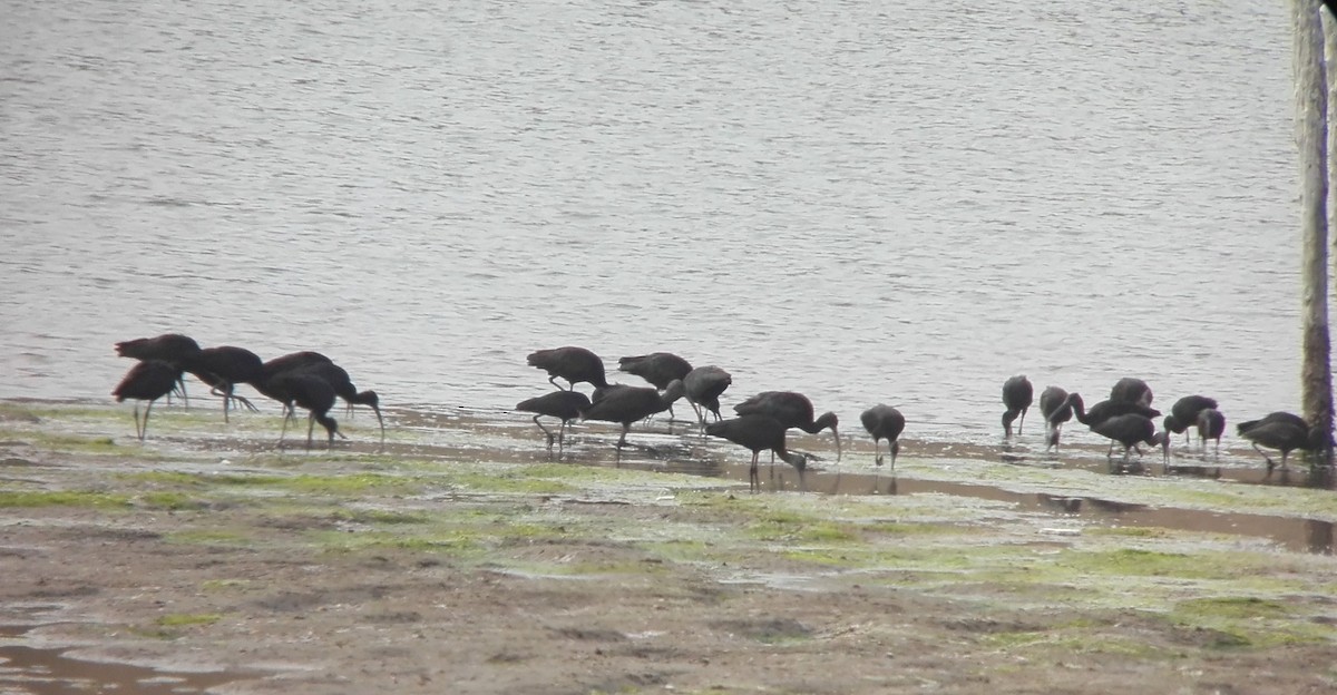 Glossy Ibis - ML611099212