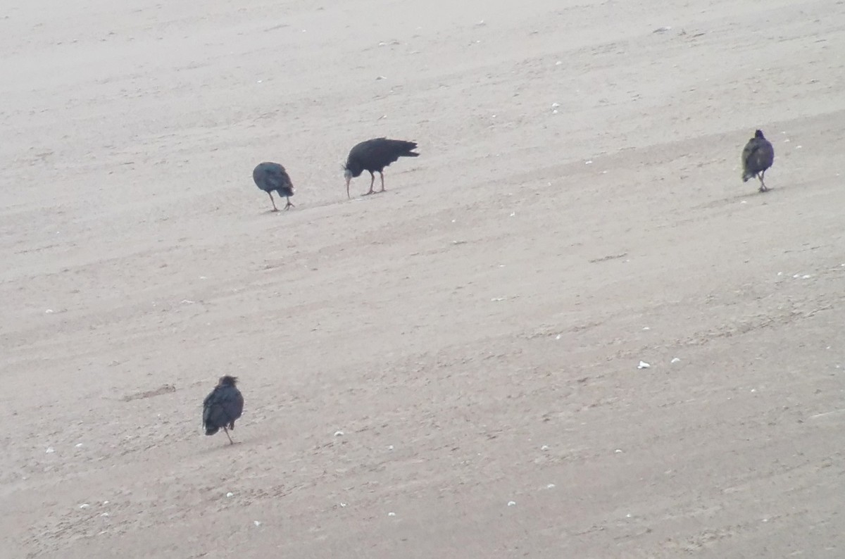 Northern Bald Ibis - ML611099218