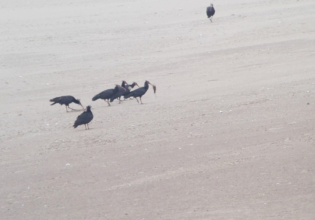 Northern Bald Ibis - ML611099220