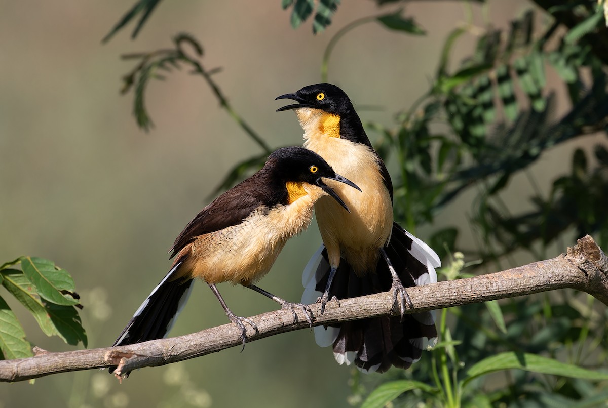 Black-capped Donacobius - ML611099229