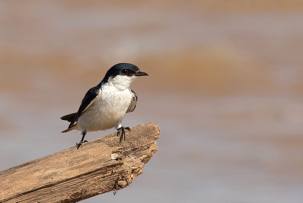 Golondrina Aliblanca - ML611099265