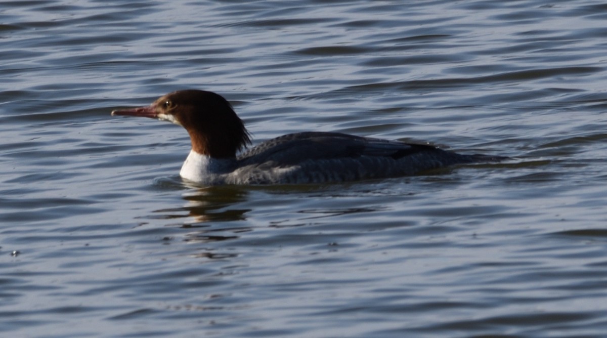 Common Merganser - Kassia Delgado