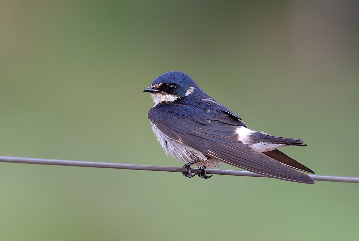 White-rumped Swallow - ML611099296