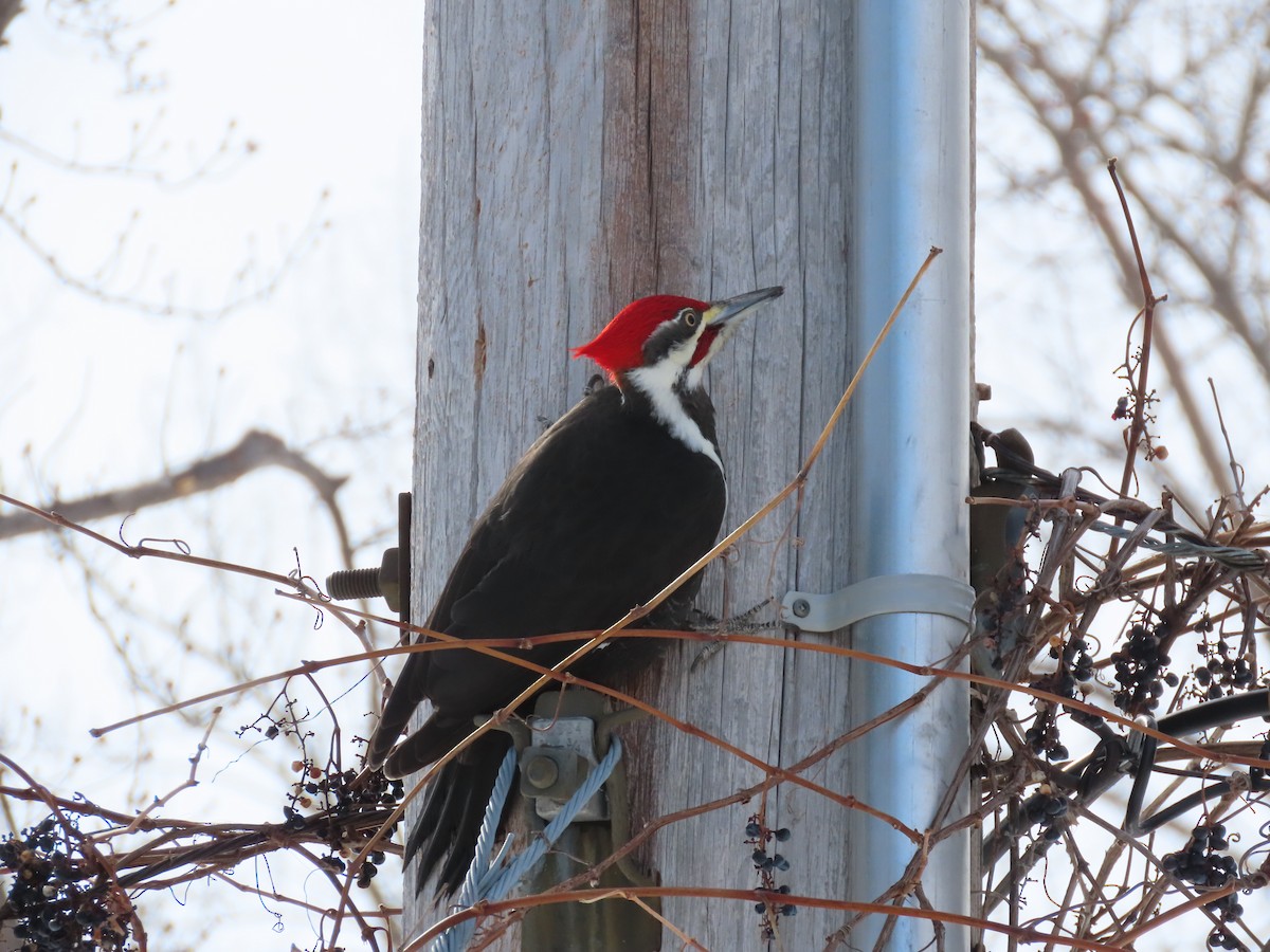 Pileated Woodpecker - ML611099349