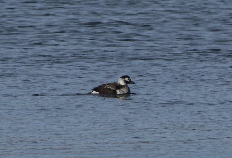 Long-tailed Duck - ML611099355
