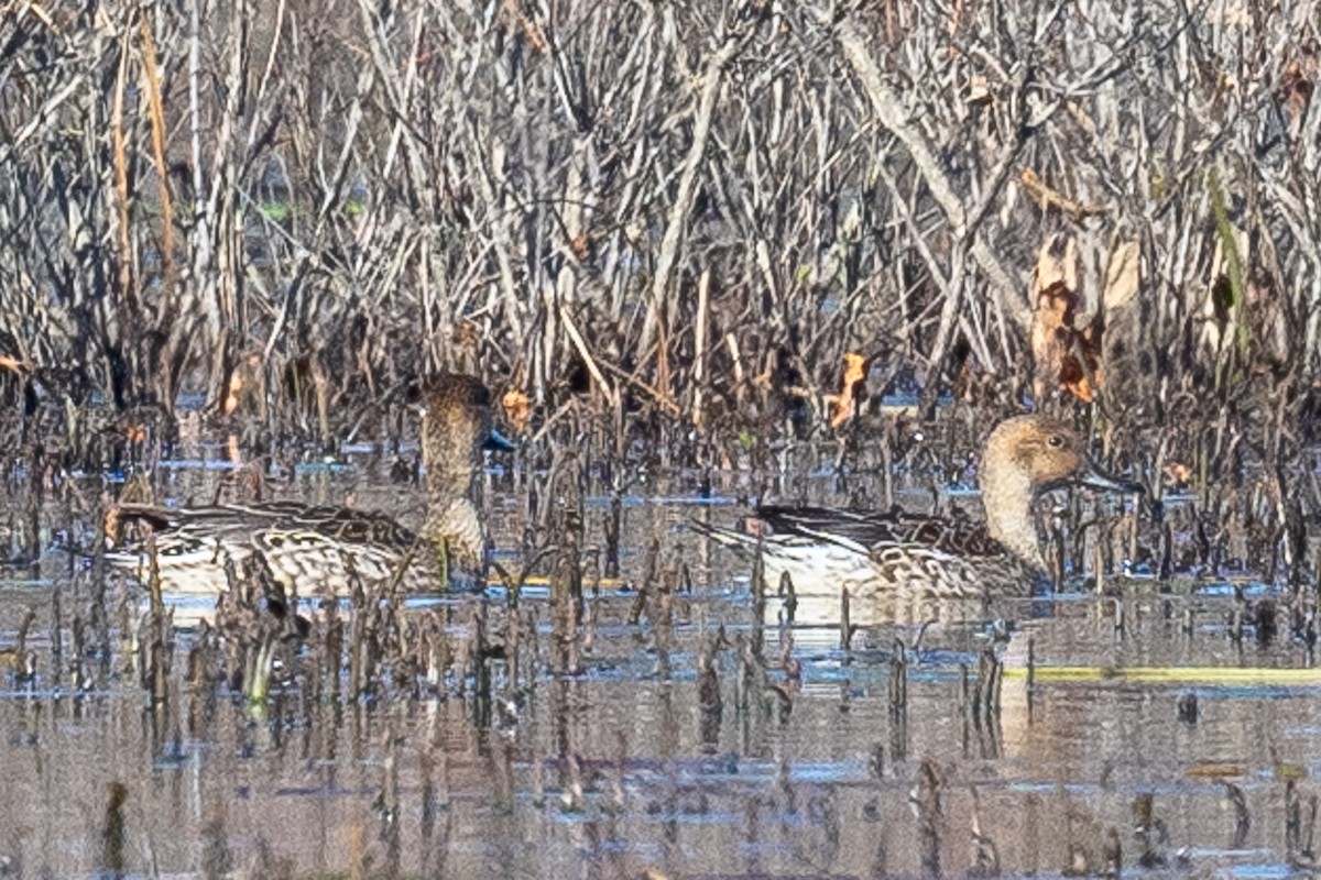 Northern Pintail - Barry Marsh