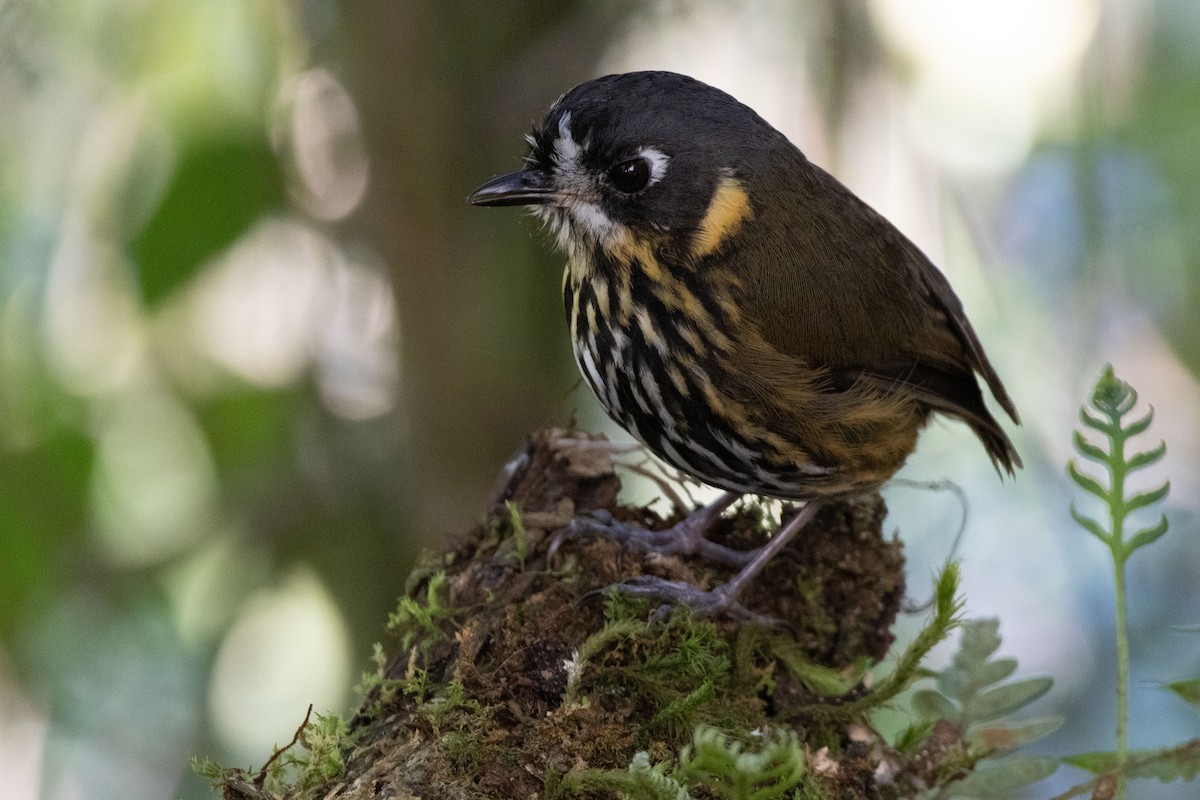 Crescent-faced Antpitta - ML611099386