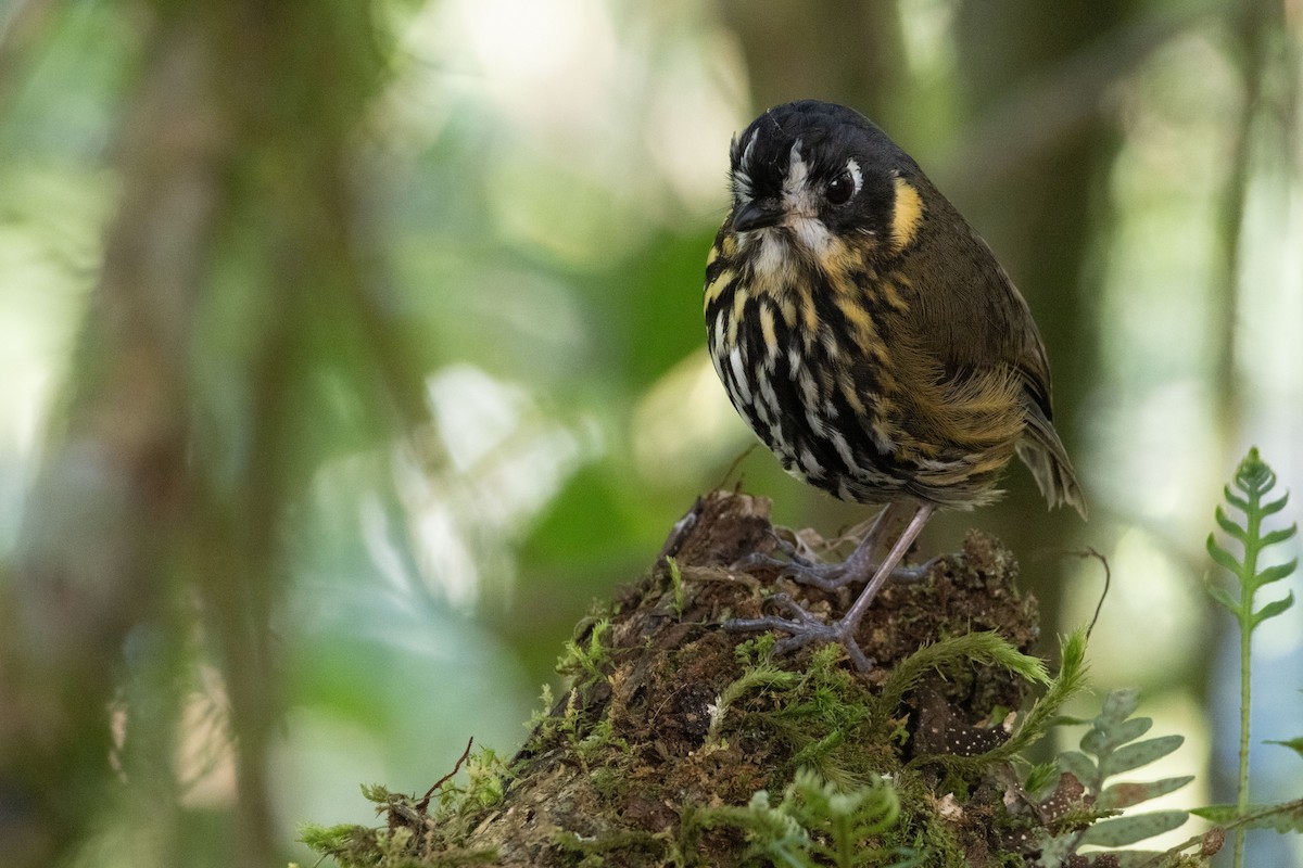 Crescent-faced Antpitta - ML611099388