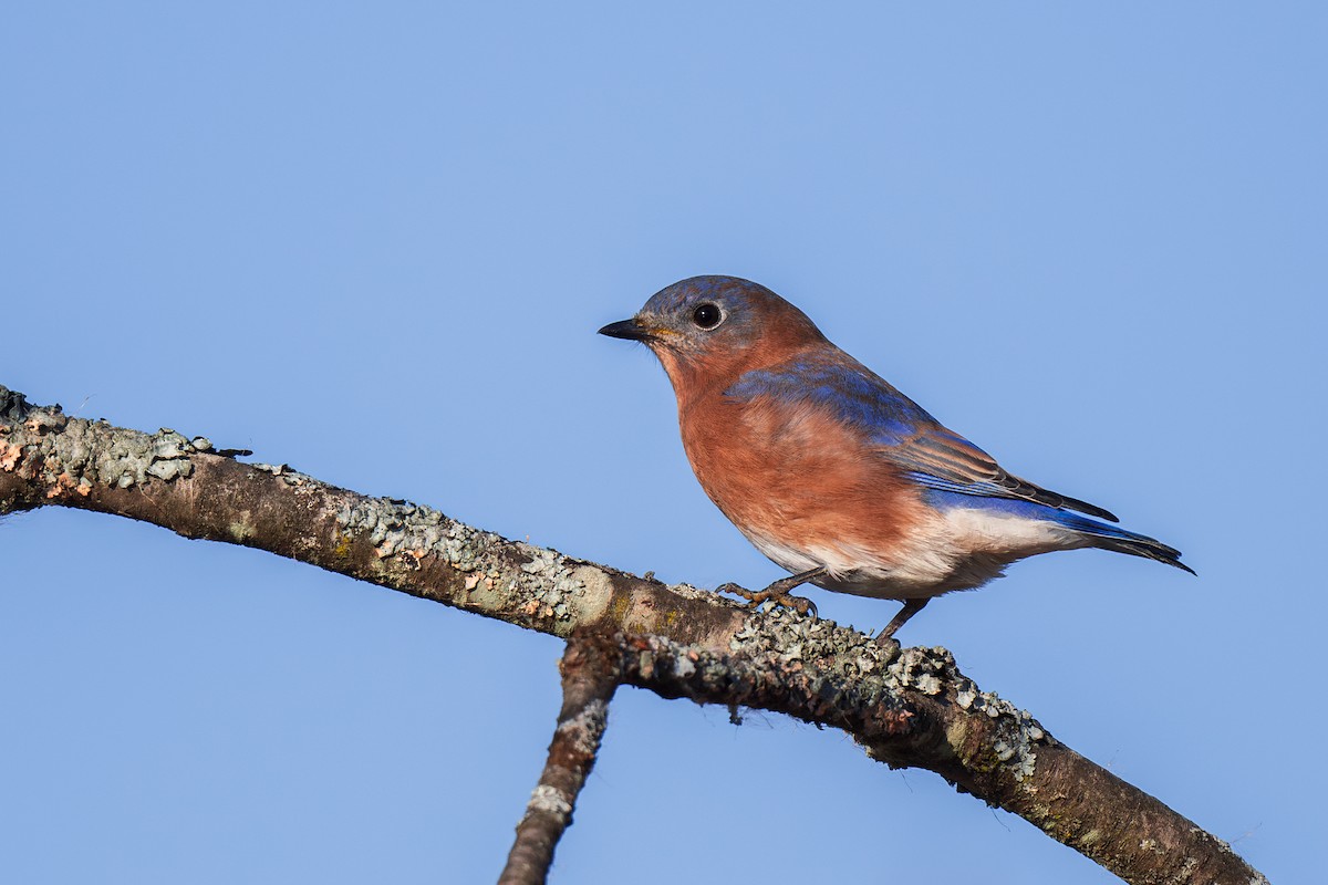 Eastern Bluebird - Ian Campbell