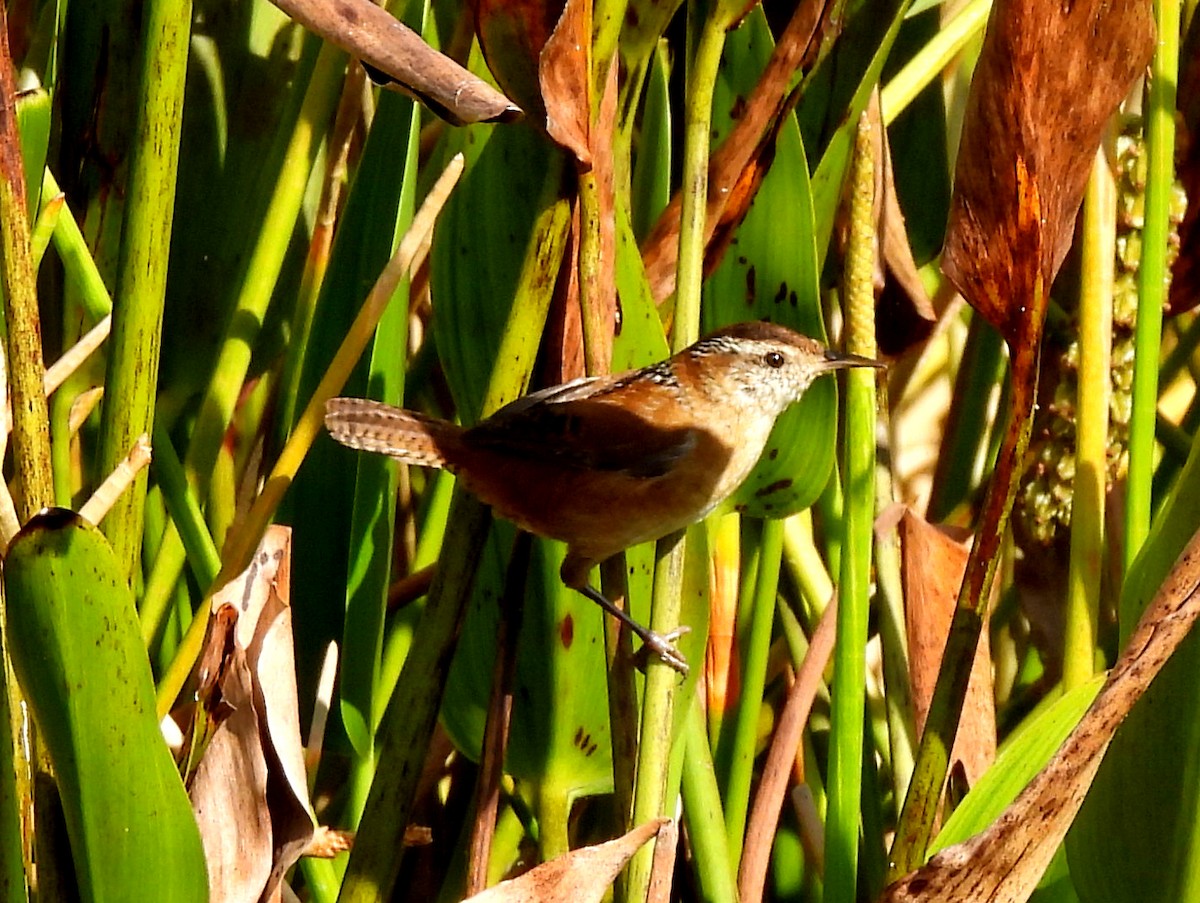 Marsh Wren - ML611099610