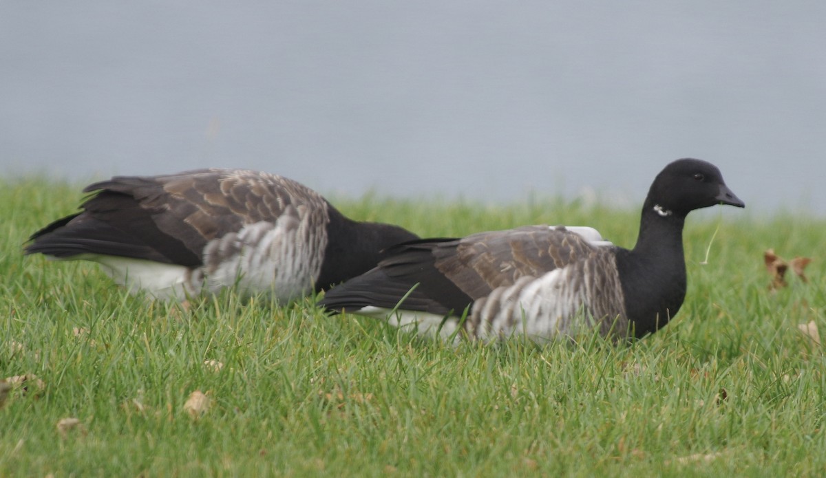 Brant (Atlantic) - Bill Purcell