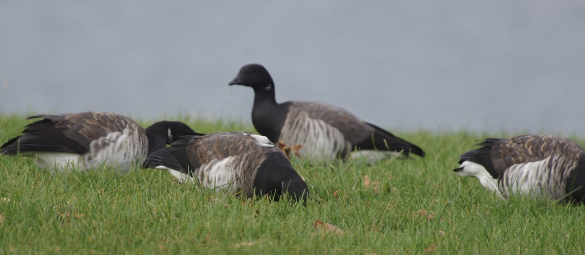 Brant (Atlantic) - ML611099654