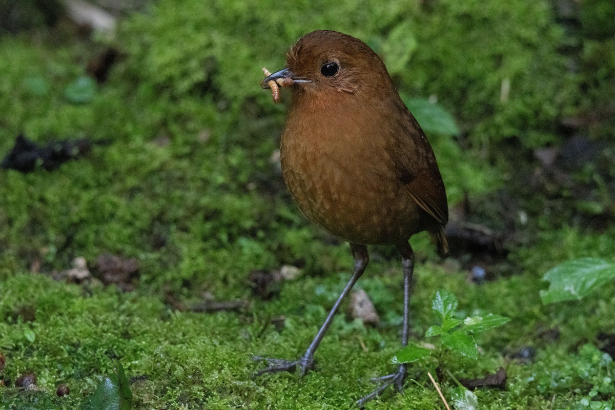 Equatorial Antpitta - ML611099700