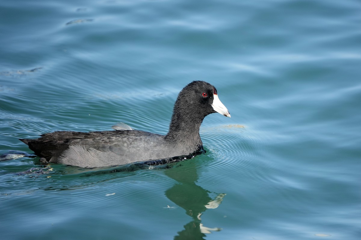 American Coot - ML611099808