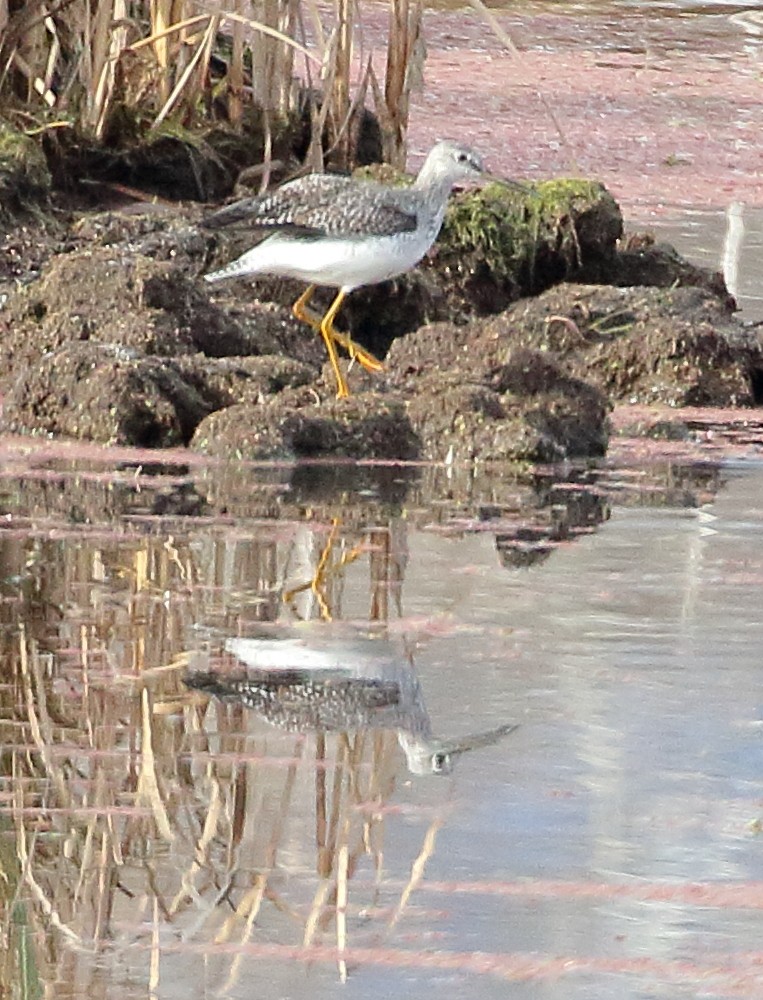 Greater Yellowlegs - ML611099944