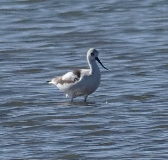 American Avocet - ML611100026