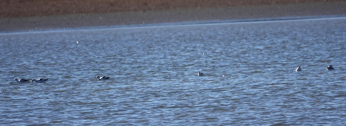 American Avocet - ML611100027