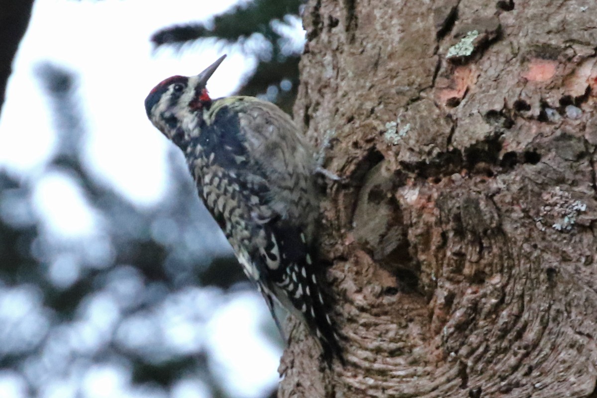 Yellow-bellied Sapsucker - ML611100051