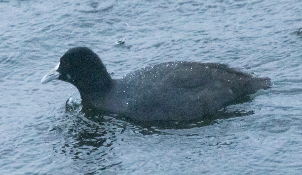 Eurasian Coot - ML611100100