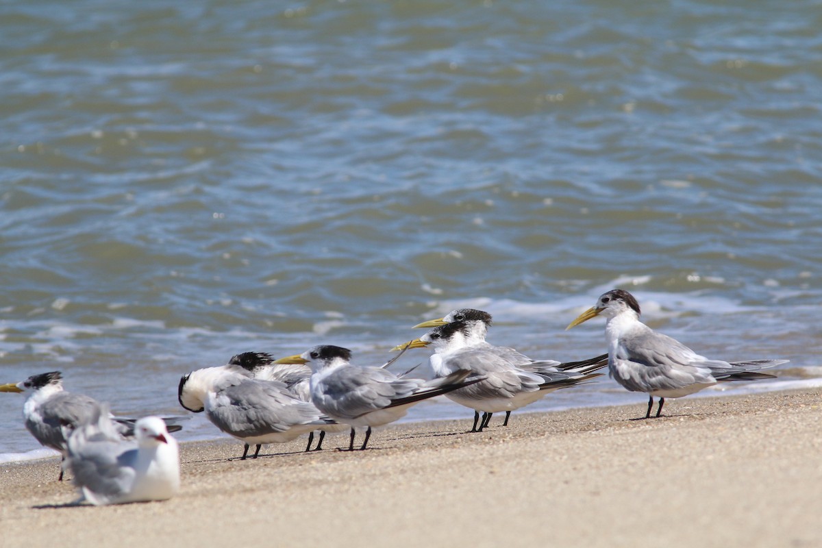 Great Crested Tern - Brendon Fagan