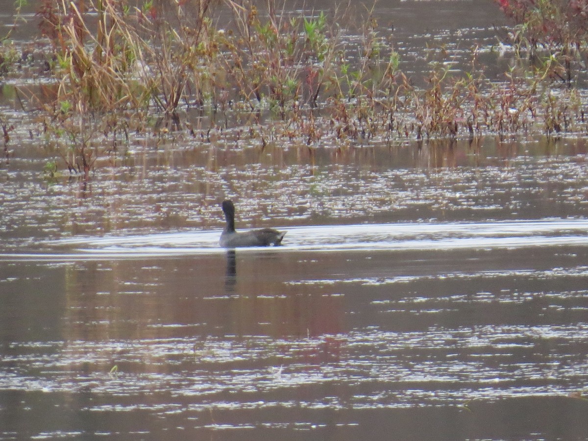 American Coot - ML611100245