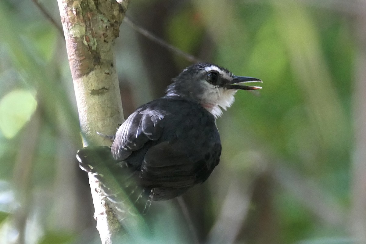 White-throated Antbird - ML611100268