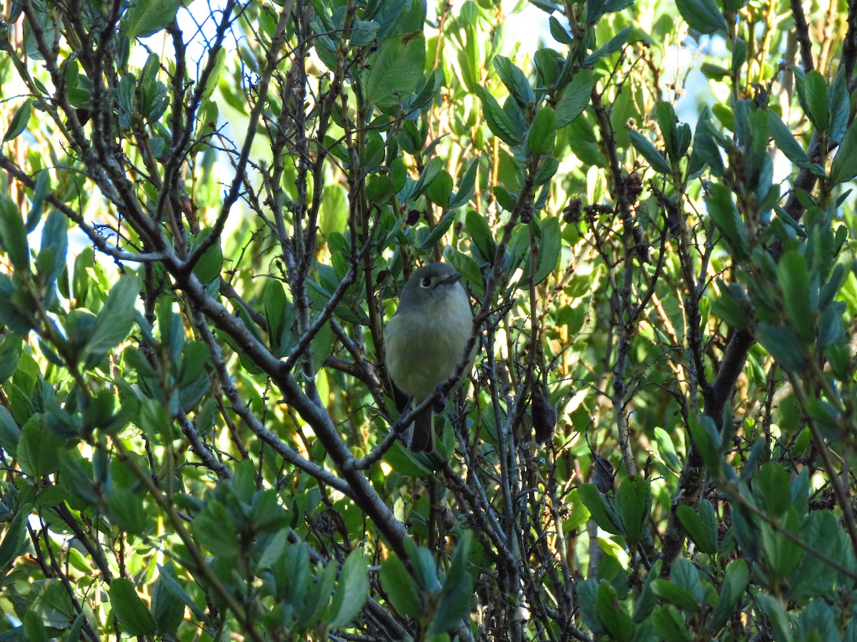 Hutton's Vireo (Pacific) - ML611100345