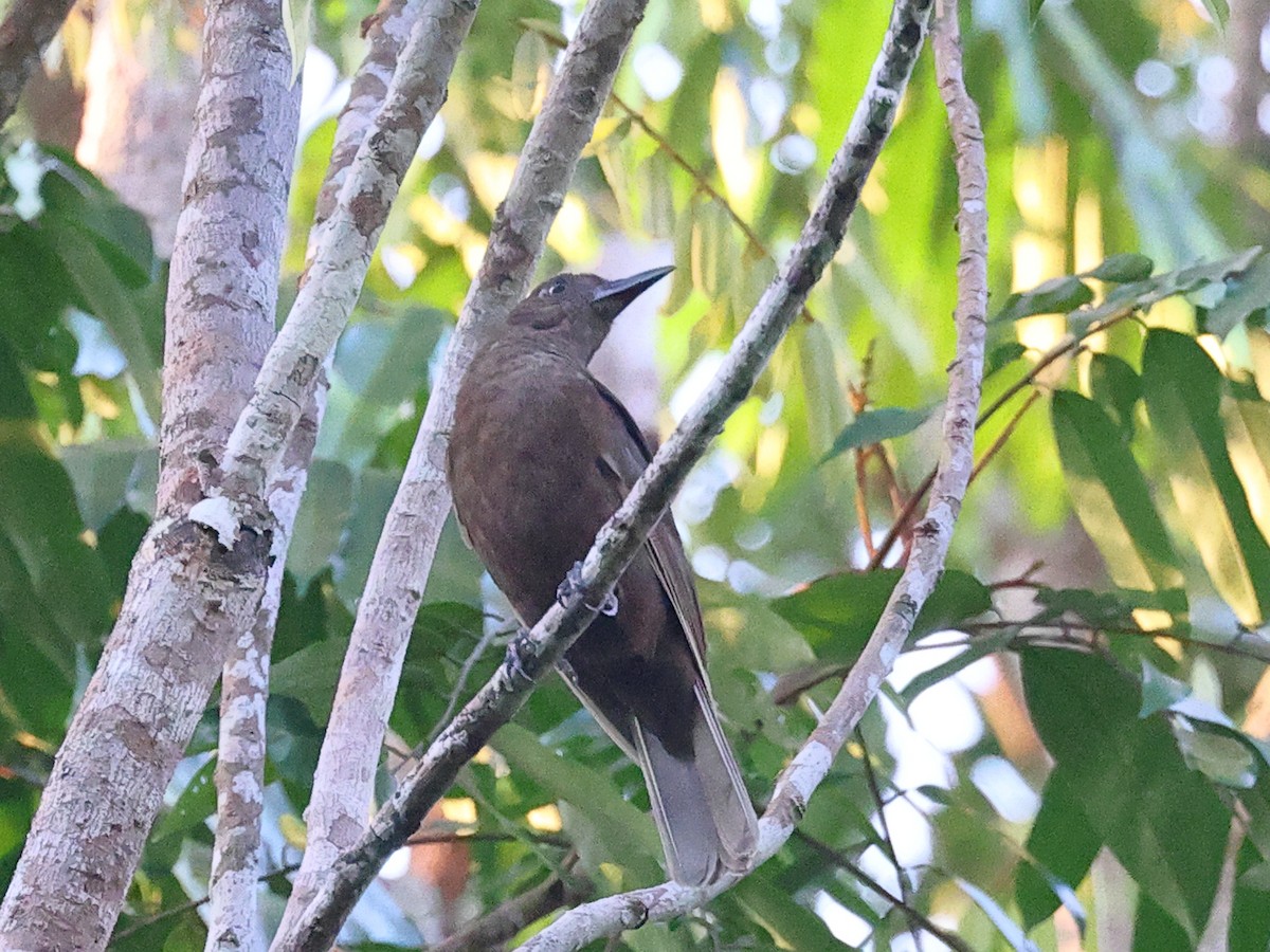 Halmahera Oriole - Myles McNally