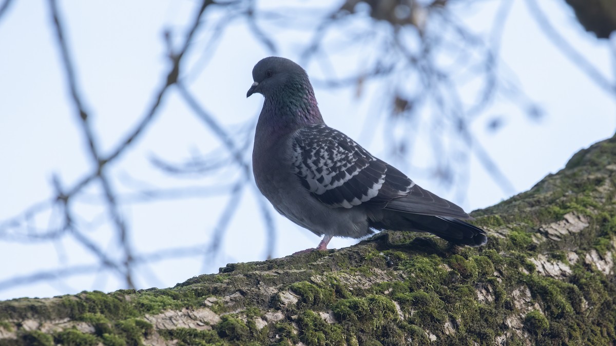 Rock Pigeon (Feral Pigeon) - R Miller