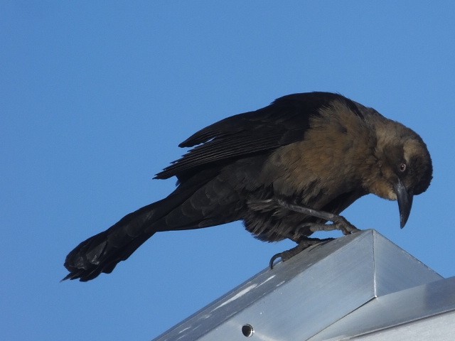 Great-tailed Grackle - ML611100387