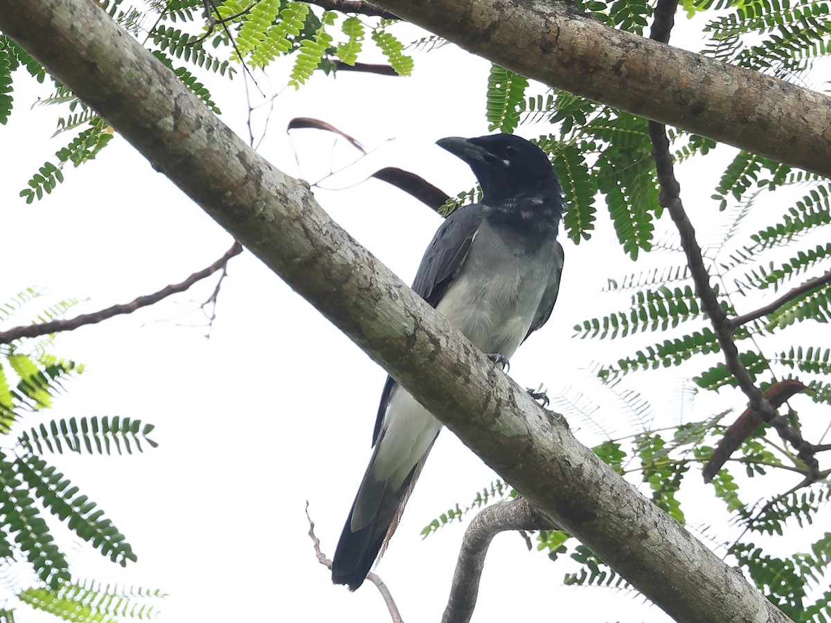 Moluccan Cuckooshrike - ML611100415