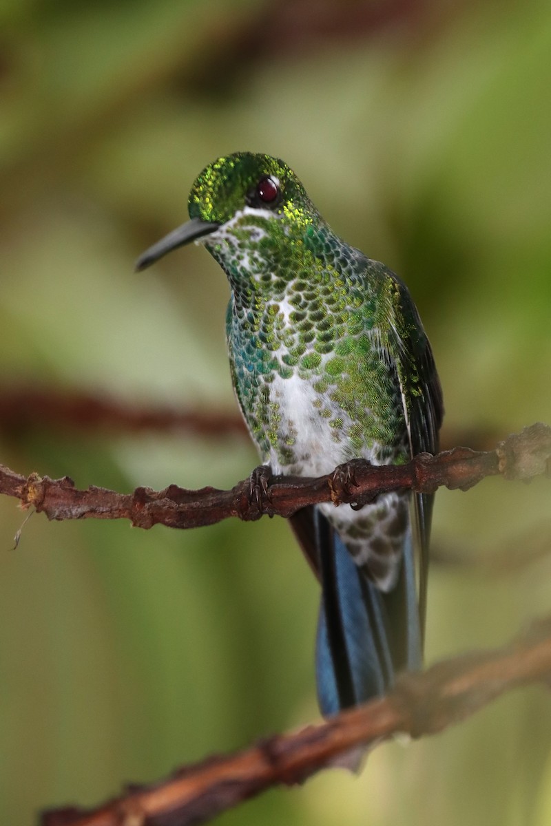 Green-crowned Brilliant - ML611100434