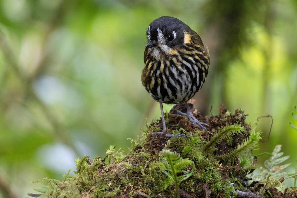 Crescent-faced Antpitta - ML611100454