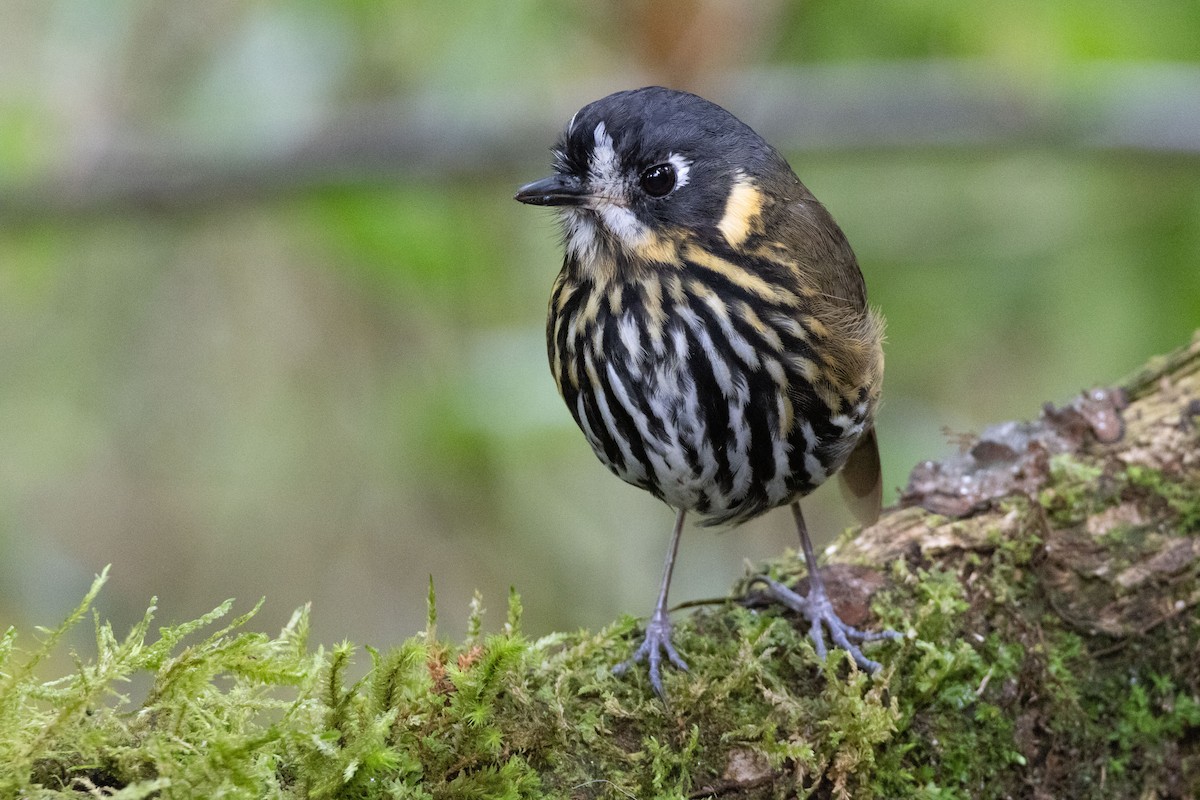 Crescent-faced Antpitta - ML611100457