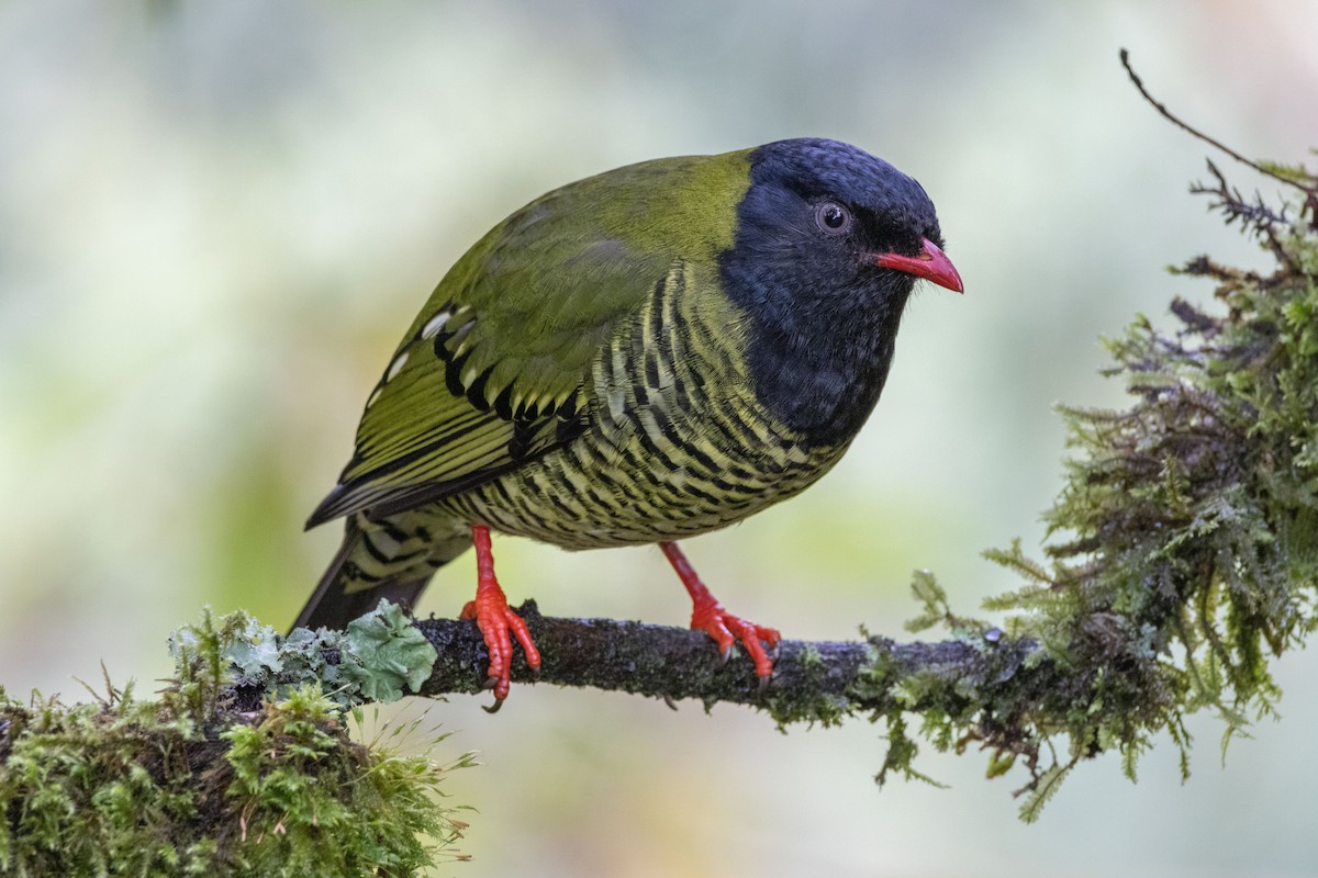 Cotinga barré - ML611100464