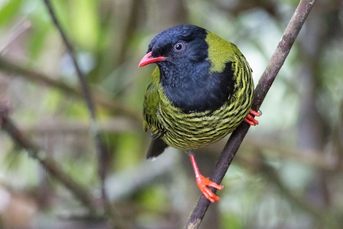 Barred Fruiteater - ML611100465