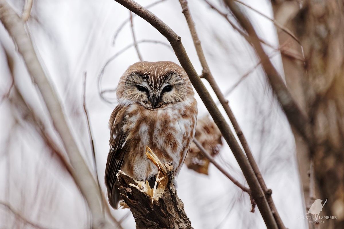 Northern Saw-whet Owl - ML611100502