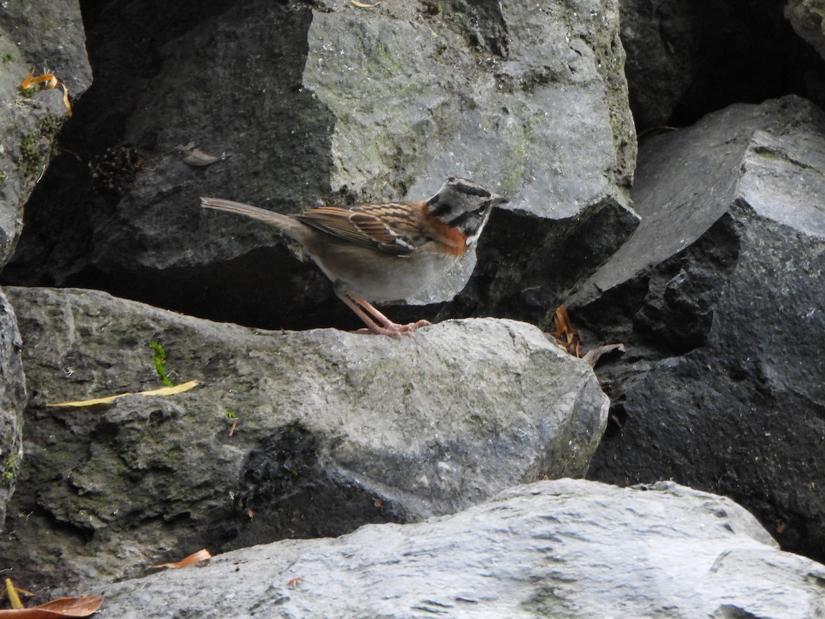 Rufous-collared Sparrow - ML611100588