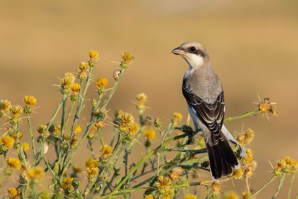 Lesser Gray Shrike - ML611100674