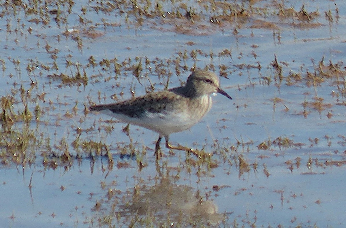 Least Sandpiper - ML611100798