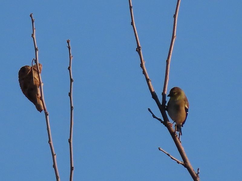 American Goldfinch - ML611100822