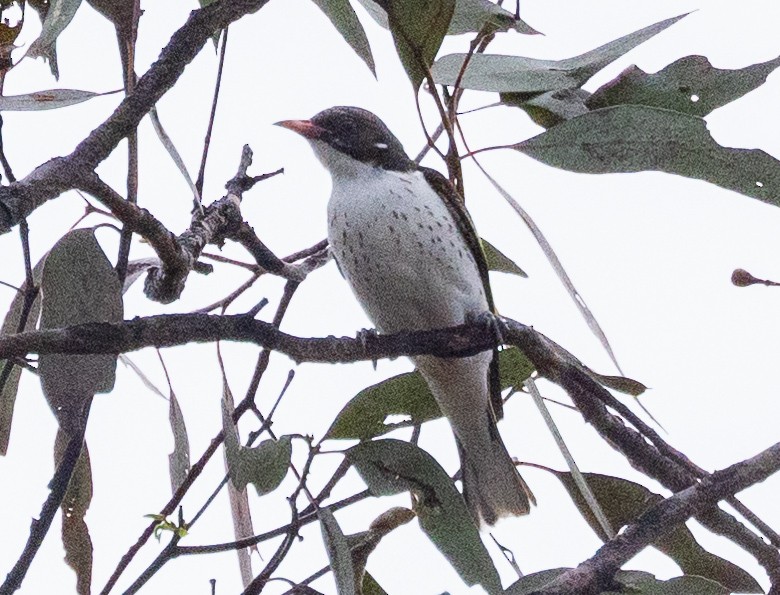 Painted Honeyeater - ML611100872