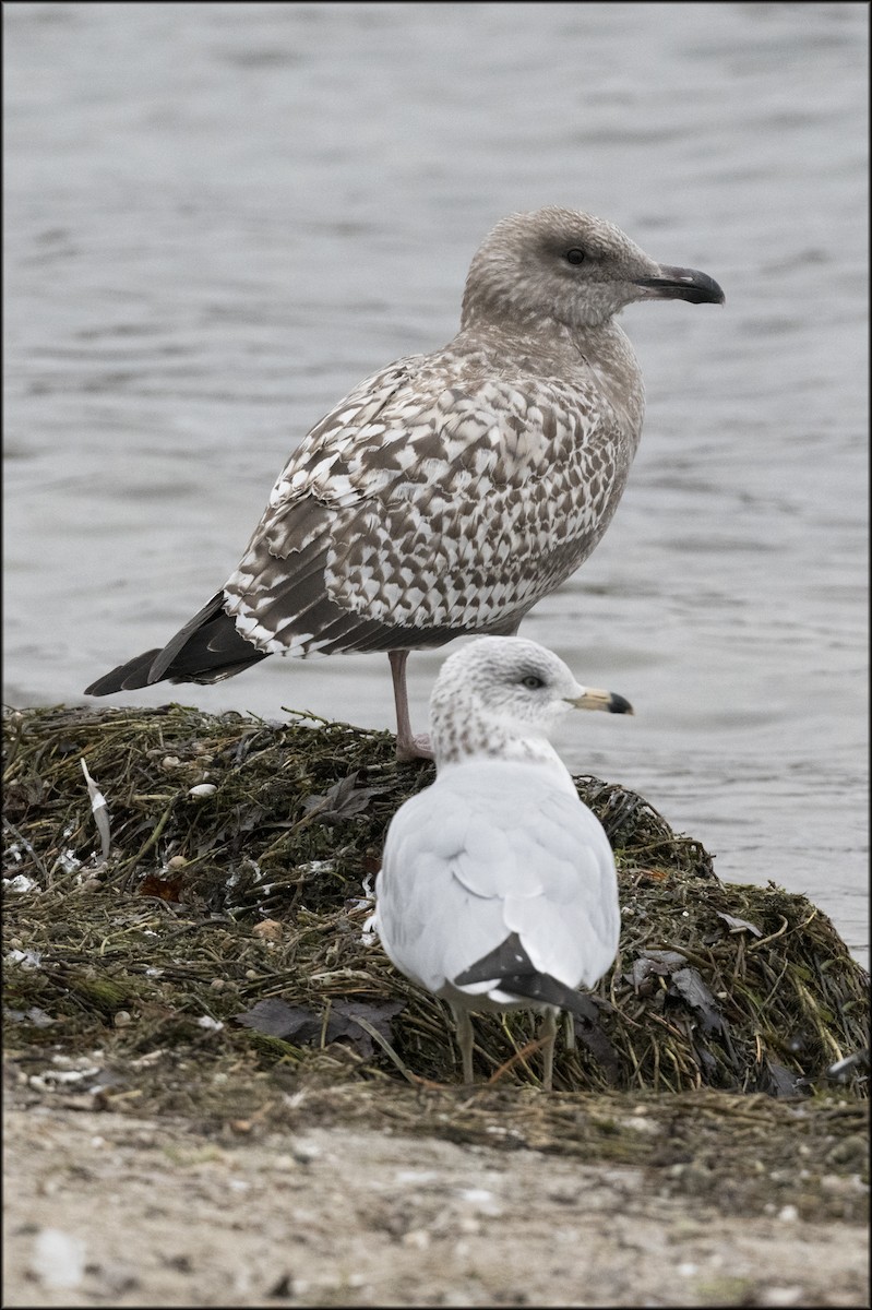 Ring-billed Gull - ML611100876